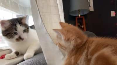 big slap lil kitty