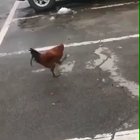 German Chicken