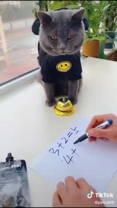 Cat knows how to calculate.. smart cat..