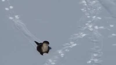 ? A river otter having fun sliding on the snow - this is just one of his trips - he's clearly addicted