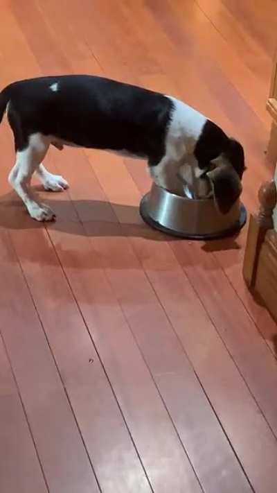 “This is where the food should be and the food is LATE.” He really even tries to take bites ?
