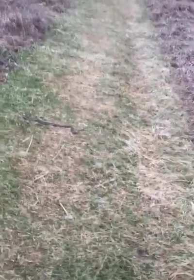 Dog removes snake from path with style