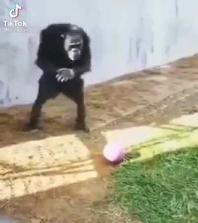 Monkey Ball