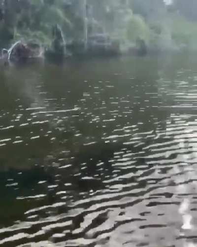 ? A Saltwater Crocodile can swim 18mph, the fastest recorded human swim speed was 6 mph.