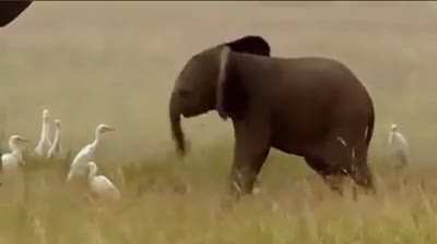 ? A baby elephant not able to control his trunk yet