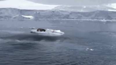 ? A pod of Orcas working together to sink an iceberg with a seal on it