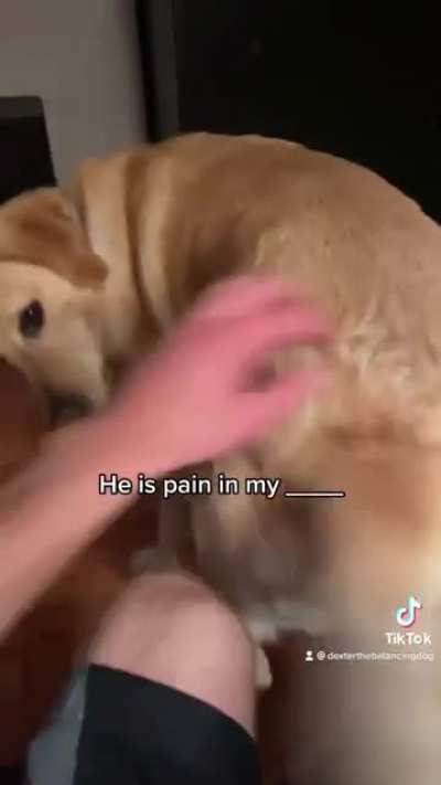 Dexter the Balancing Dog channels his inner Borat