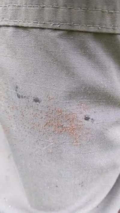 When lone star ticks hatch, they group together as a "tick bomb". If you brush up against them you end up with a mass of hundreds of ticks crawling up your leg.