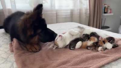"Oh, you have babies... can I see them?"