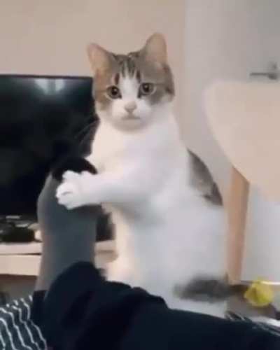Good Morning, Breakfast Time ?