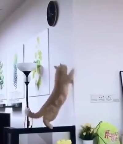 WatchCatsDieInside
