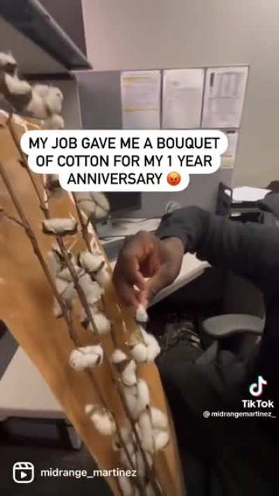 Job gave him cotton