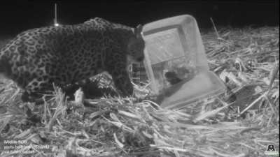 Leopard cub discovered in a sugarcane field. After examination, wildlife authorities put it in a container in hopes that mother will return and find it.