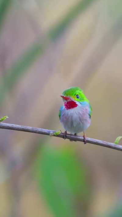 ? Cuban Tody