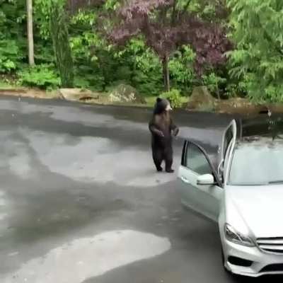 ? Black bear caught breaking into car is scared away by the owners in Asheville, NC (credit Christina Marie Fuentes on instagram)