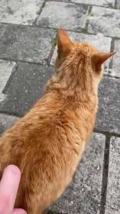 Your friendly neighborhood yeller asking for pets
