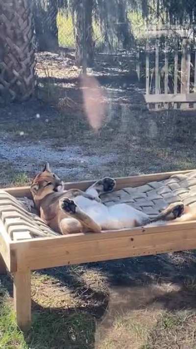 Cougar enjoying a Sunday siesta