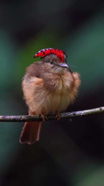 ? Royal Flycatcher crest display