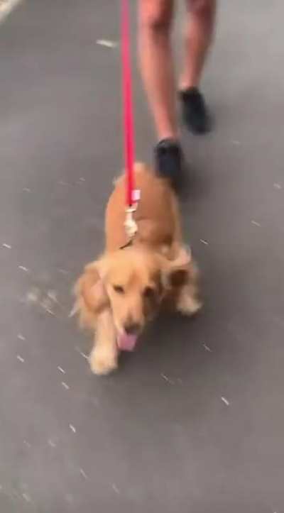 Someone is excited to go on a walk