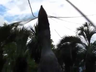 ? Shoebill intimidating ?