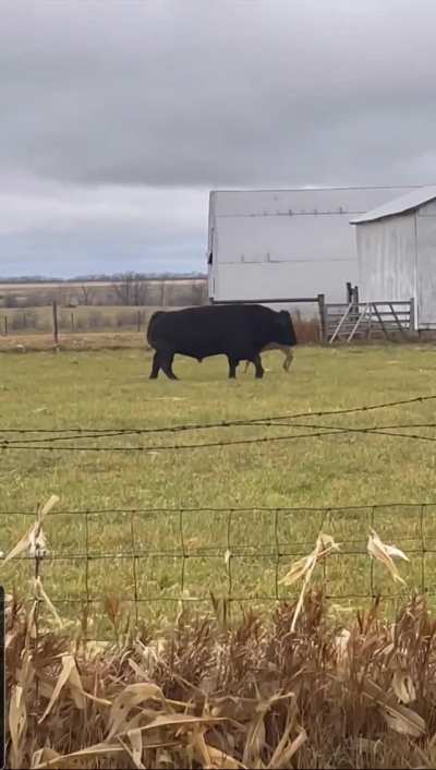 ? a buck challenging a bull