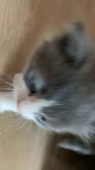 My cat about a year ago.