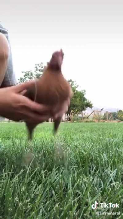 Chicken.