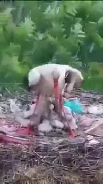 ? Mother protecting her chicks from the rain.
