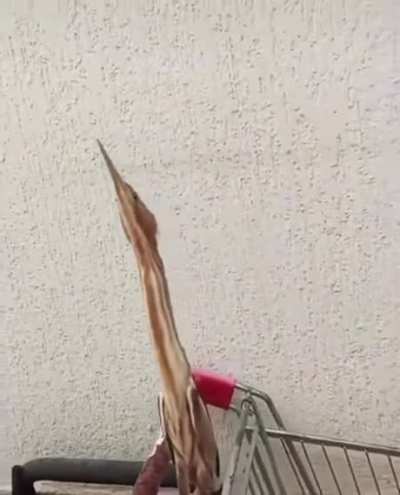 ? American Bittern ?