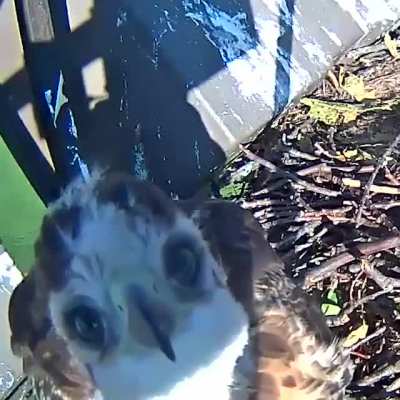 ? Red-tailed hawk chick discovers their reflection in a wildlife camera ?