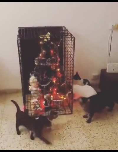 To get the tree