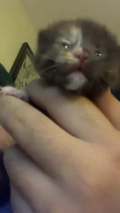 Found this little girl last week abandoned in a parking lot. Been bottle -feeding her ever since. Meet Penny.