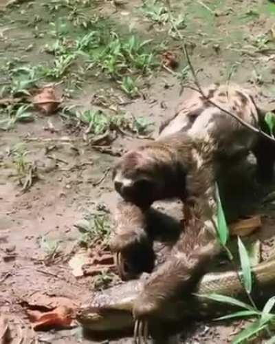 ? Sloth fearlessly crawls past an anaconda