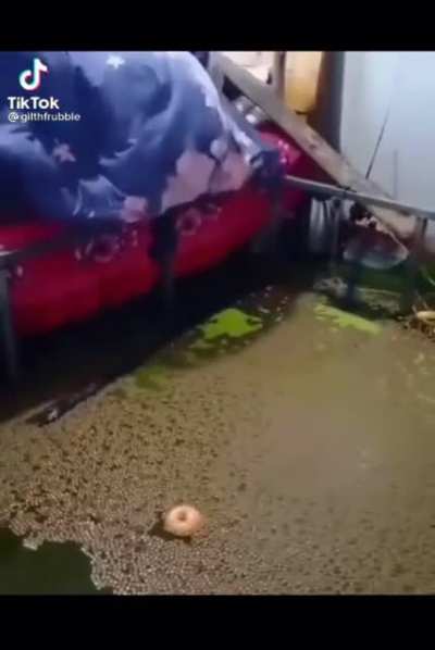 wtf