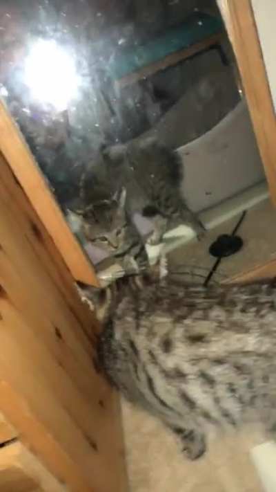 My cat, when I first got her, learning about mirrors.