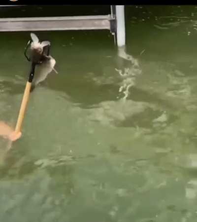 Poseidon don’t need no pole!