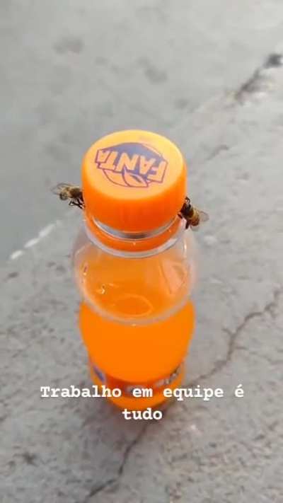 2 Bees working together to open a soda bottle! (Credits Viralhog)