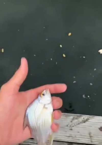 Return to sea life