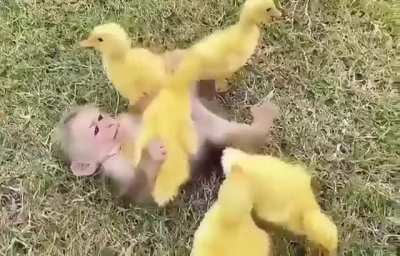 peacefully calming monke with ?s are vibin'