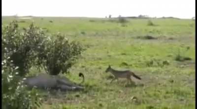 ? Even nature got jokes, a lion gets its tail bitten and is clueless who did it.