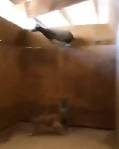 Goats being Goats