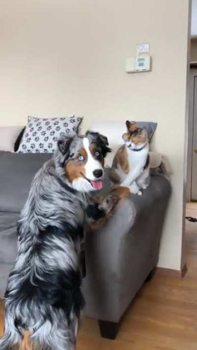 Zoey and Remington doing their thing