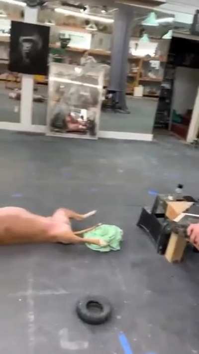 Draw me like one of your French Bulldogs