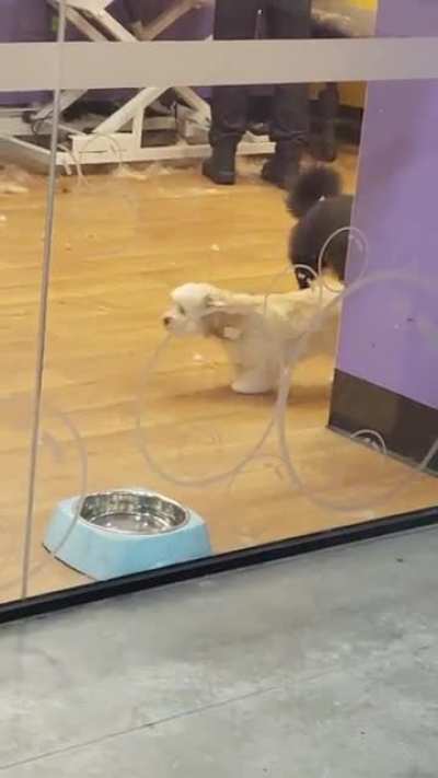 My Corgi's 'double take' when I picked her up from the groomer ?