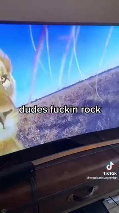 ? A lion is starting his cameraman career