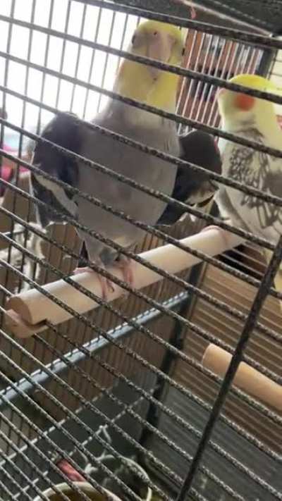 Yellingbirb