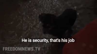 Meet 'Rambo', a puppy guarding post with Ukranian soldiers.