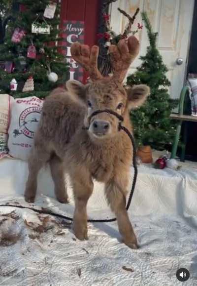 The Littlest Reindeer ? ?