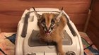 Cat Sounds Like a Lazer Beam