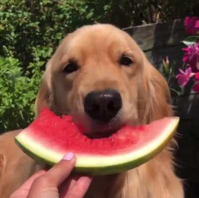Turns out I can't eat a whole slice of watermelon in one bite?